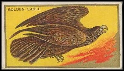 15 Golden Eagle